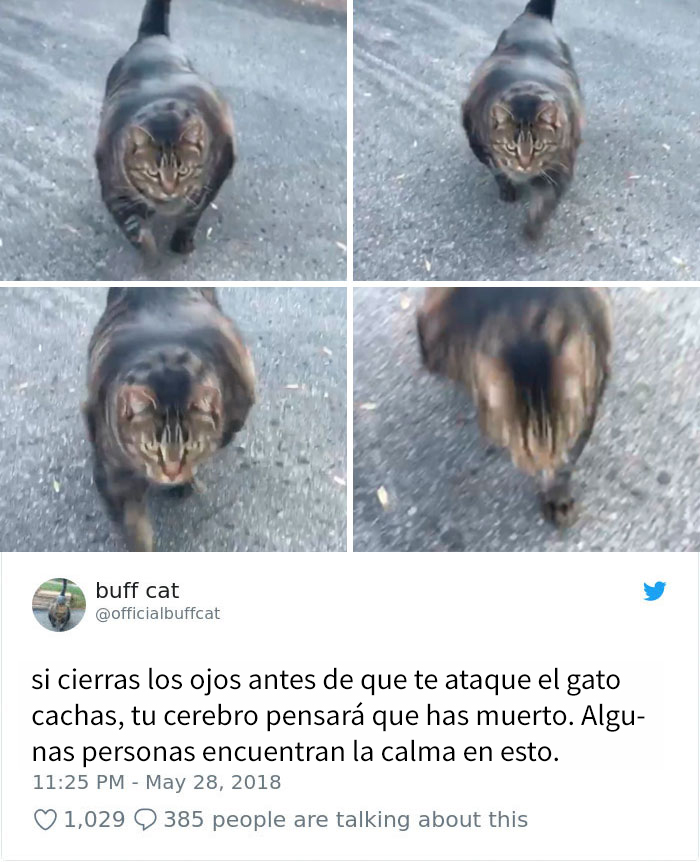 gatocachas-8