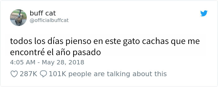 gatocachas-9