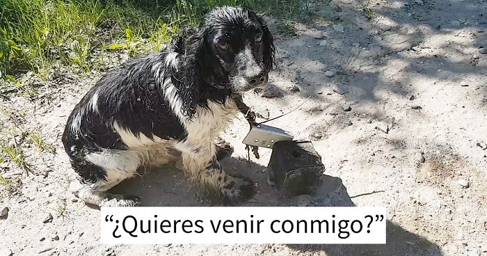 Esta mujer encontró a un perro empapado con algo extraño atado al cuello, y se puso a llorar cuando supo lo que era