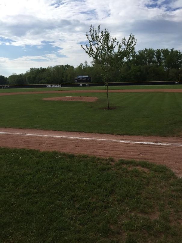 Han Plantado Un Árbol En Mitad Del Campo De Béisbol Como Broma