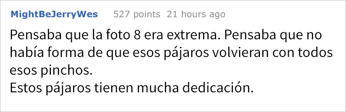 batallapajaros-4