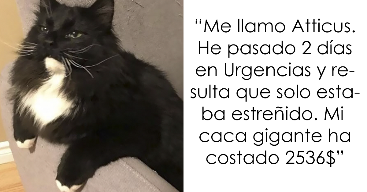 20+ Gatos malos siendo avergonzados públicamente por sus horribles crímenes