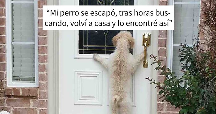 25+ Perros que son tan tontos que es imposible no reírse