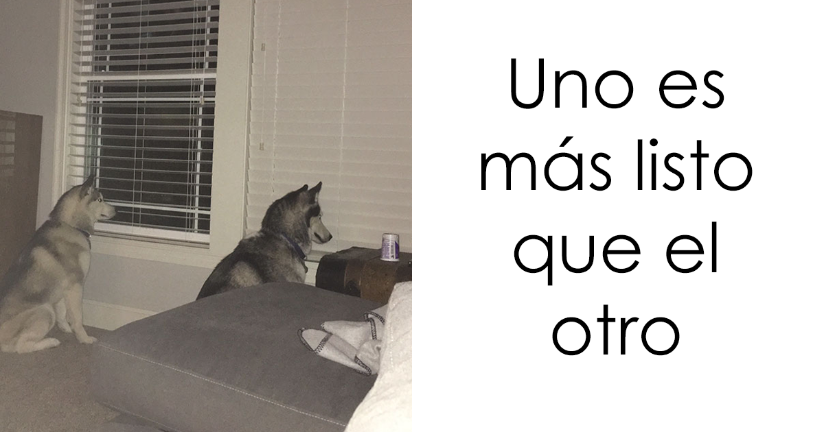 25+ Perros que son tan tontos que es imposible no reírse