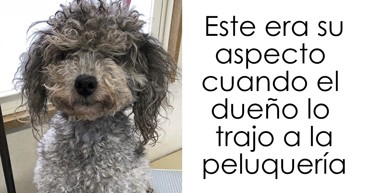 Esta peluquera canina japonesa transforma a los perros de tal forma que se ha vuelto viral