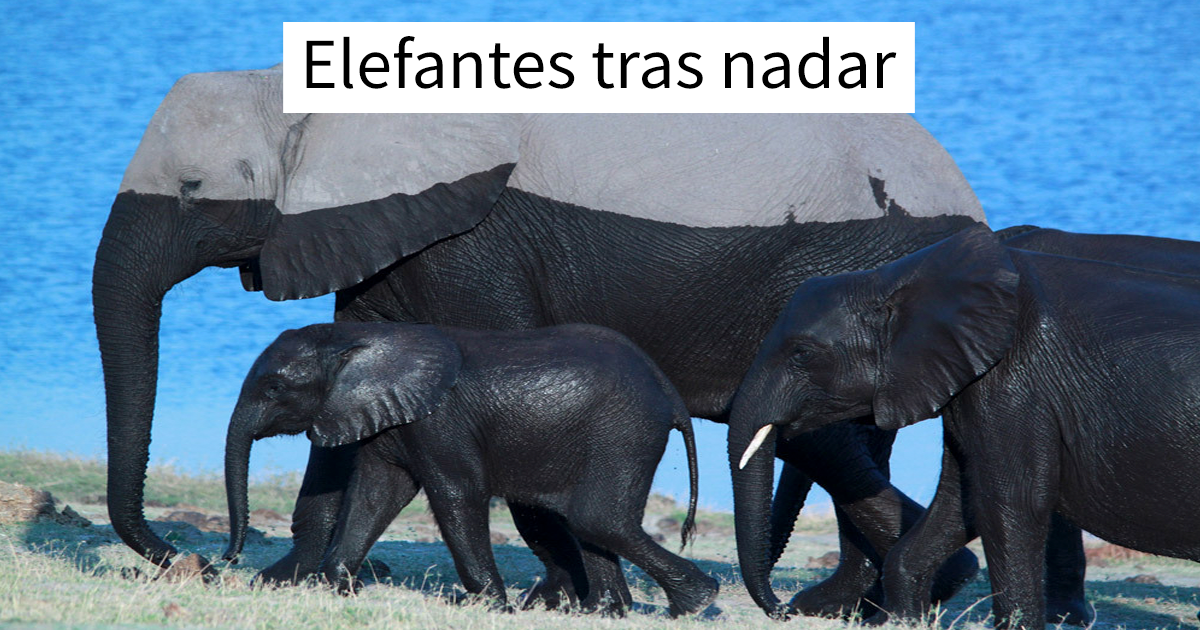 10+ Divertidos snapchats de animales que te sacarán una gran sonrisa