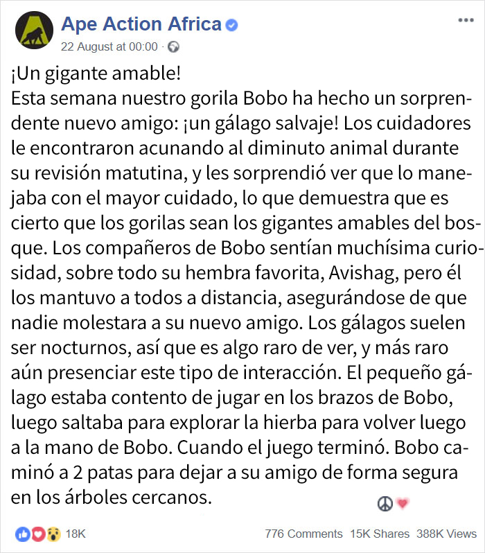 bobo-1