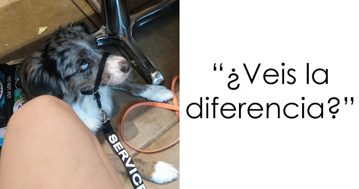 Hay gente que simula que sus mascotas son perros de servicio, y les arruinan la existencia a quienes lo necesitan de verdad