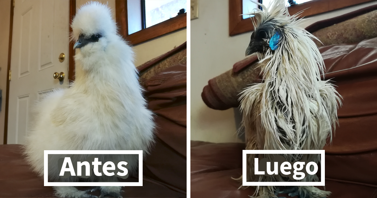 Este dueño no encontraba a su gallina sedosa, así que se fue a investigar