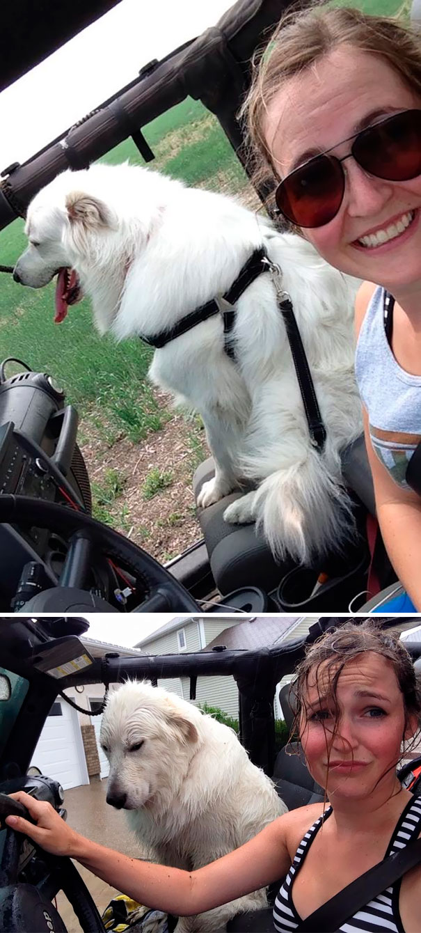 Quedamos Atrapados En La Lluvia. Mi Perro Odia La Lluvia