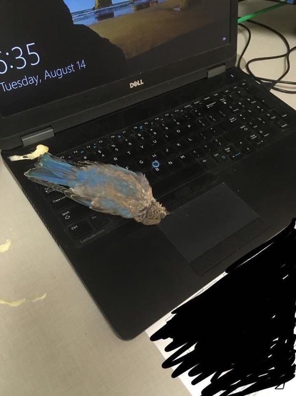 Un Pájaro Voló Por Mi Ventana, Cagó En Mi Portátil Y Decidió Morir Justo Delante De Mí. ¿Cómo Va Tu Día?