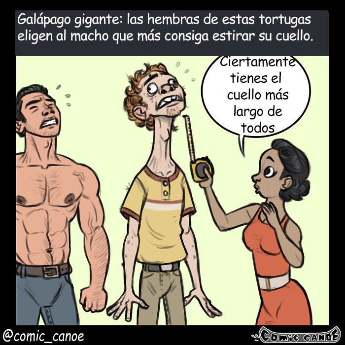 cortejoanimal-2