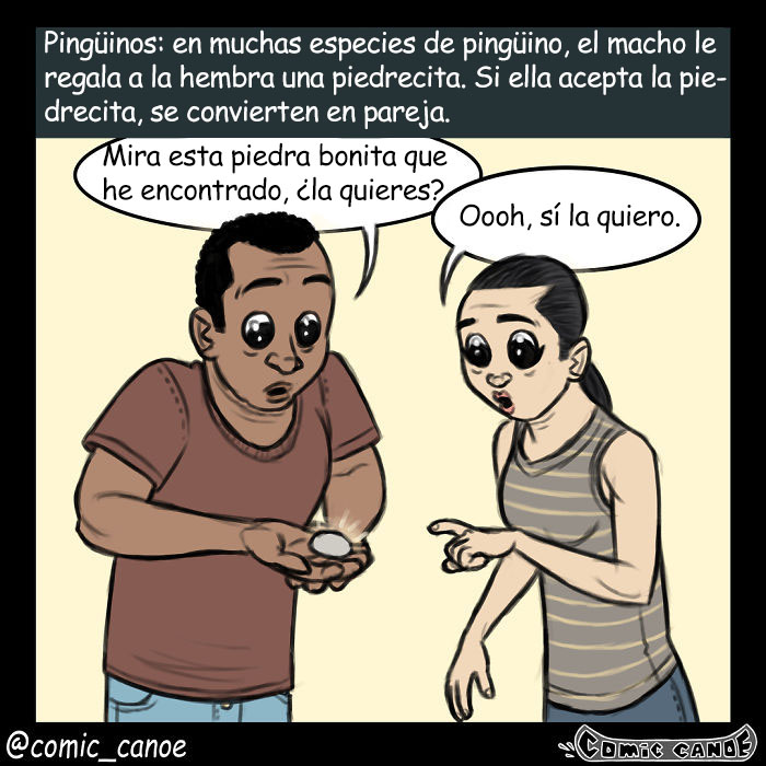 cortejoanimal-6