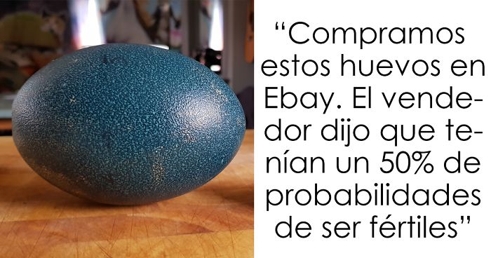 Intentamos empollar estos 4 huevos comprados en Ebay, y esto es lo que ocurrió