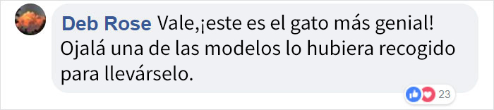 Se cuela un gato en una pasarela de moda y triunfa más que las modelos