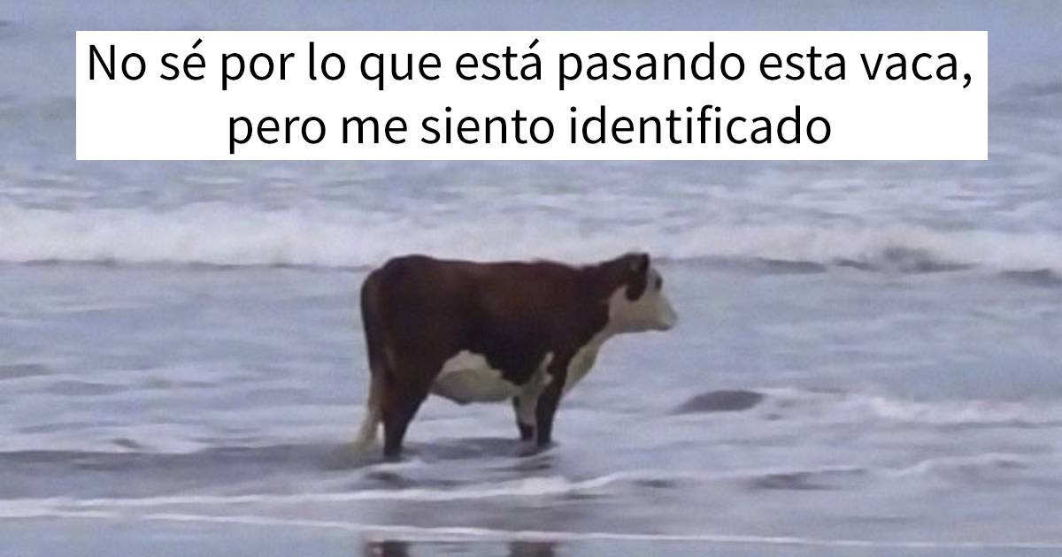 10+ Divertidos memes que harán reír a todos los introvertidos