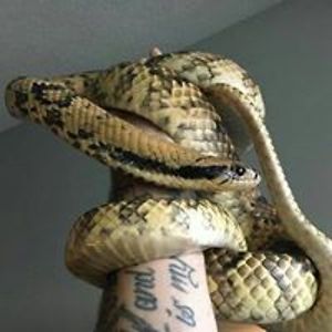 ssaint_morzz2017 avatar