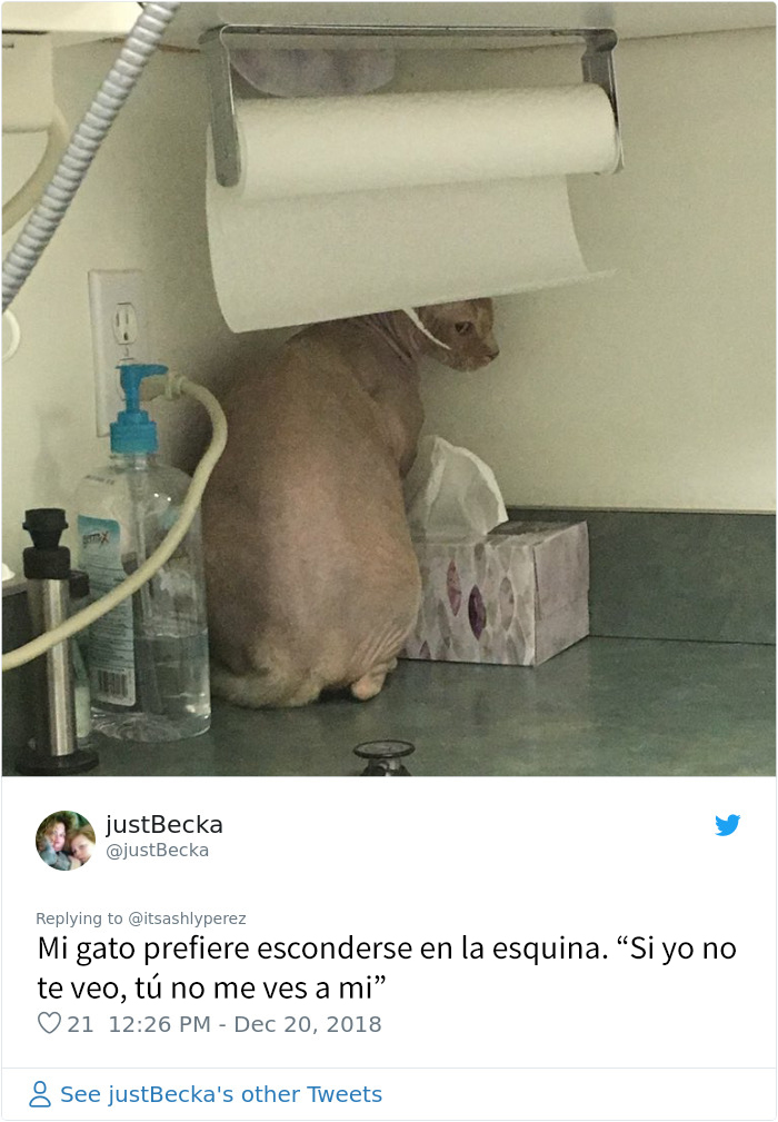Alguien compartió una foto de su gato escondiéndose del veterinario, e internet respondió con sus propias y divertidas fotos