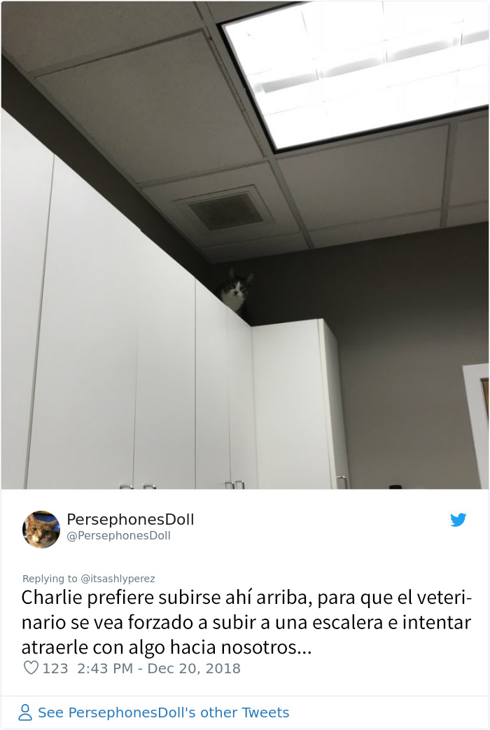 Alguien compartió una foto de su gato escondiéndose del veterinario, e internet respondió con sus propias y divertidas fotos