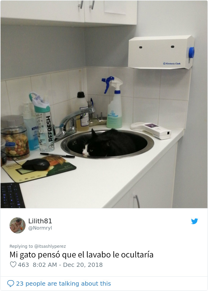 Alguien compartió una foto de su gato escondiéndose del veterinario, e internet respondió con sus propias y divertidas fotos