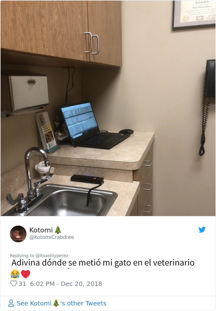 Alguien compartió una foto de su gato escondiéndose del veterinario, e internet respondió con sus propias y divertidas fotos