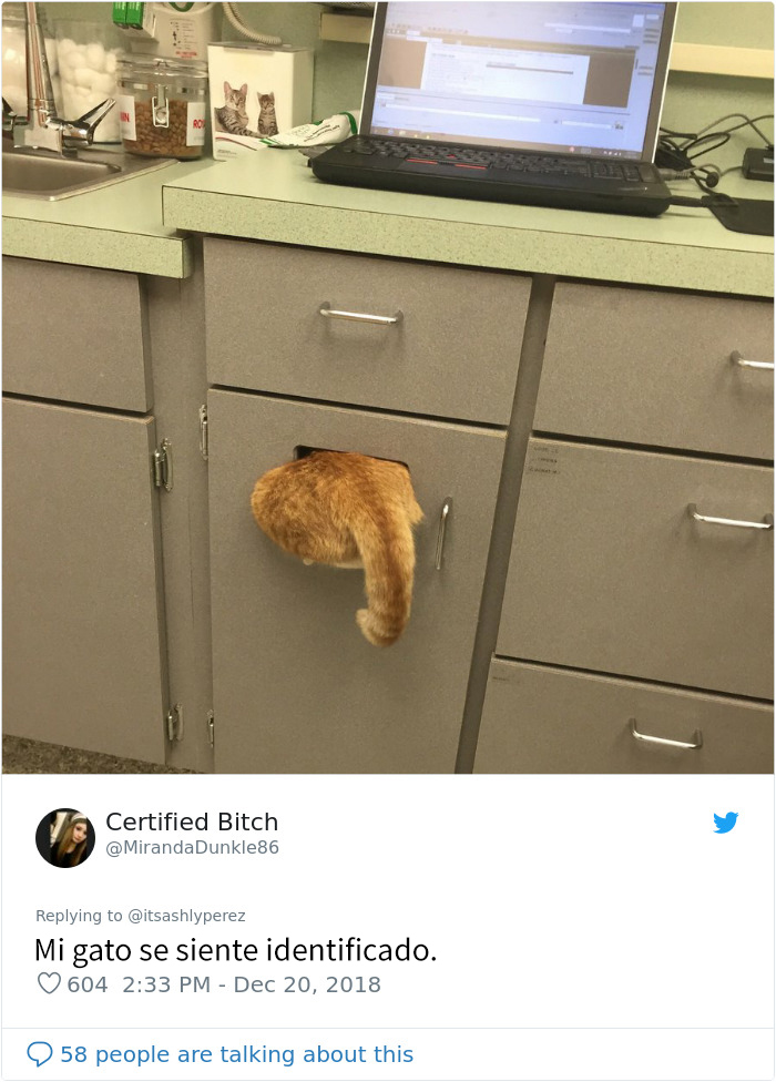 Alguien compartió una foto de su gato escondiéndose del veterinario, e internet respondió con sus propias y divertidas fotos