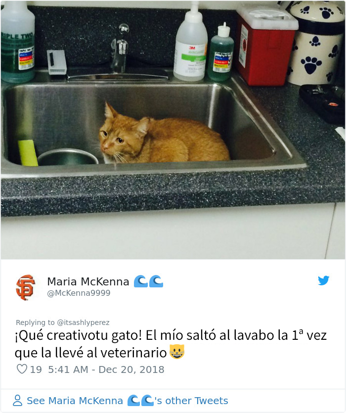 Alguien compartió una foto de su gato escondiéndose del veterinario, e internet respondió con sus propias y divertidas fotos
