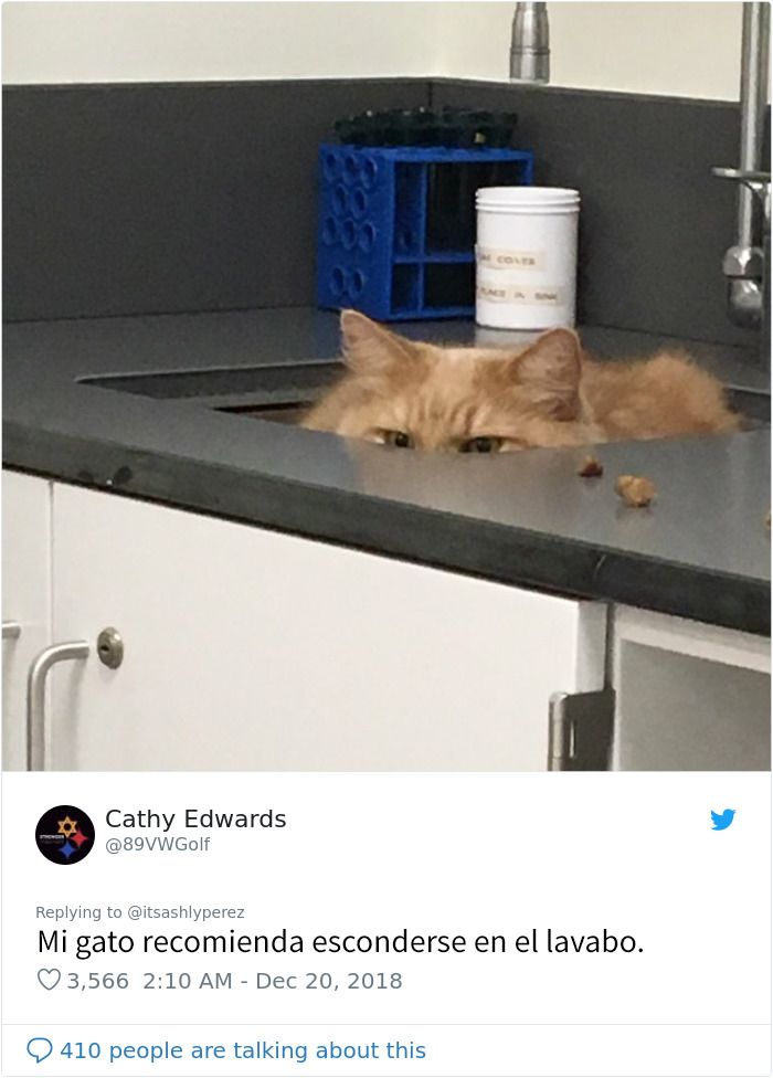 Alguien compartió una foto de su gato escondiéndose del veterinario, e internet respondió con sus propias y divertidas fotos