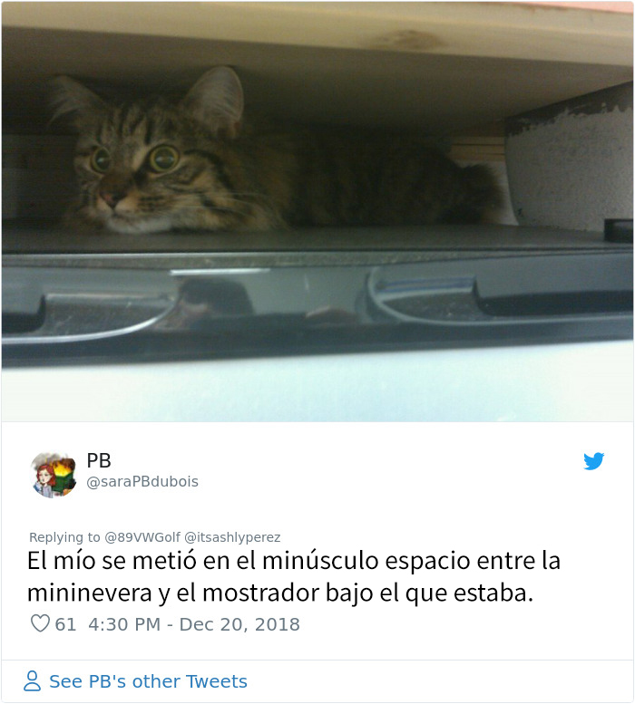 Alguien compartió una foto de su gato escondiéndose del veterinario, e internet respondió con sus propias y divertidas fotos