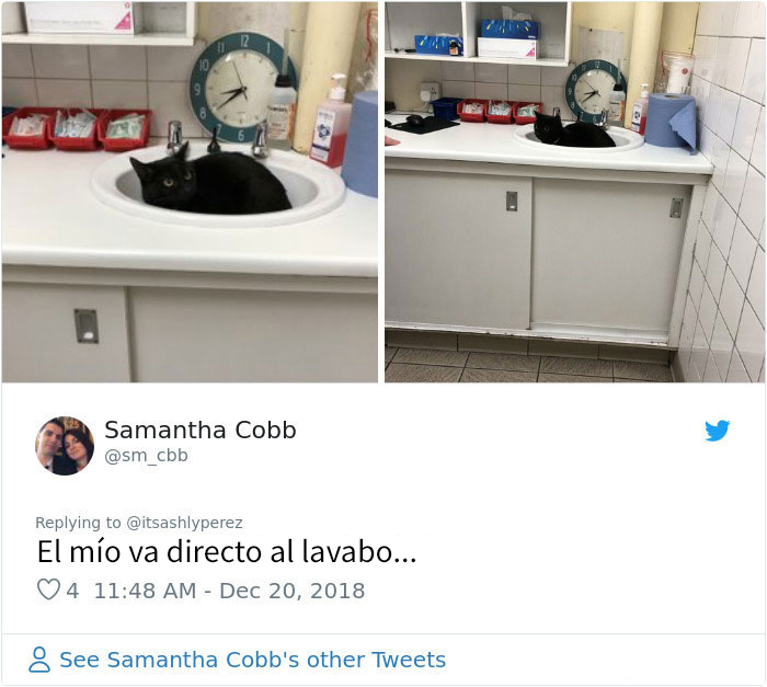 Alguien compartió una foto de su gato escondiéndose del veterinario, e internet respondió con sus propias y divertidas fotos