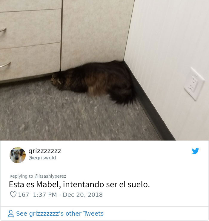 Alguien compartió una foto de su gato escondiéndose del veterinario, e internet respondió con sus propias y divertidas fotos