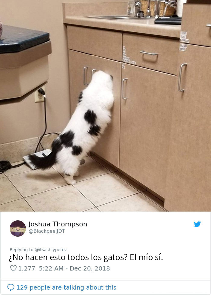 Alguien compartió una foto de su gato escondiéndose del veterinario, e internet respondió con sus propias y divertidas fotos