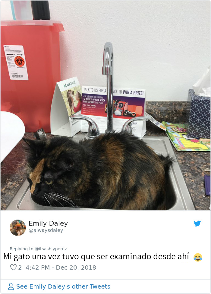 Alguien compartió una foto de su gato escondiéndose del veterinario, e internet respondió con sus propias y divertidas fotos