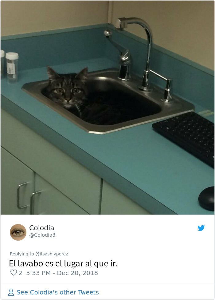 Alguien compartió una foto de su gato escondiéndose del veterinario, e internet respondió con sus propias y divertidas fotos