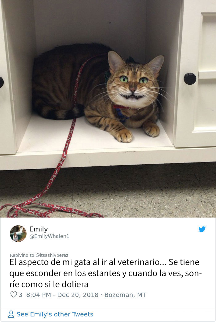 Alguien compartió una foto de su gato escondiéndose del veterinario, e internet respondió con sus propias y divertidas fotos