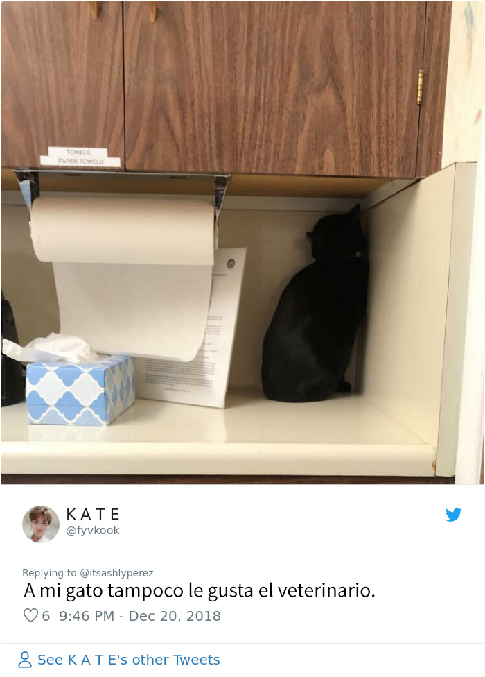 Alguien compartió una foto de su gato escondiéndose del veterinario, e internet respondió con sus propias y divertidas fotos
