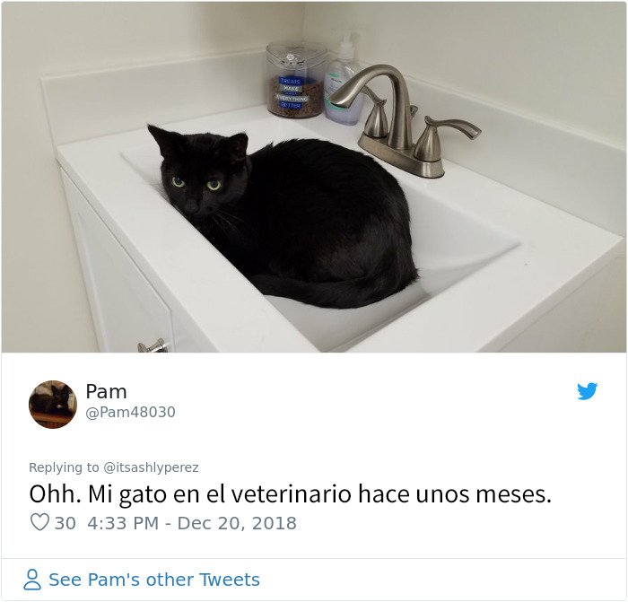 Alguien compartió una foto de su gato escondiéndose del veterinario, e internet respondió con sus propias y divertidas fotos
