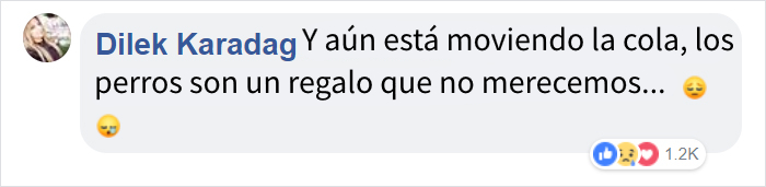 Este perro no se da cuenta de que ha sido abandonado e intenta volver al coche desesperadamente