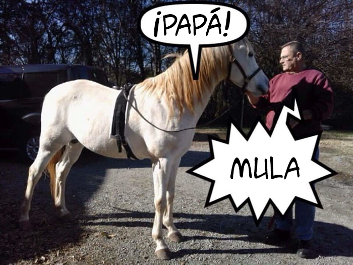 Este es Tango, el caballo más tonto que se está volviendo viral en Twitter