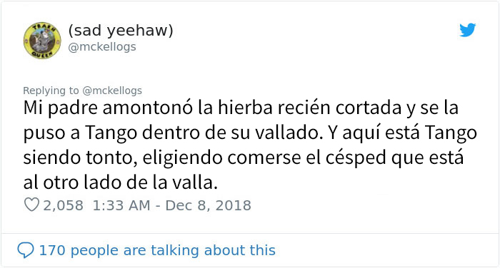 Este es Tango, el caballo más tonto que se está volviendo viral en Twitter