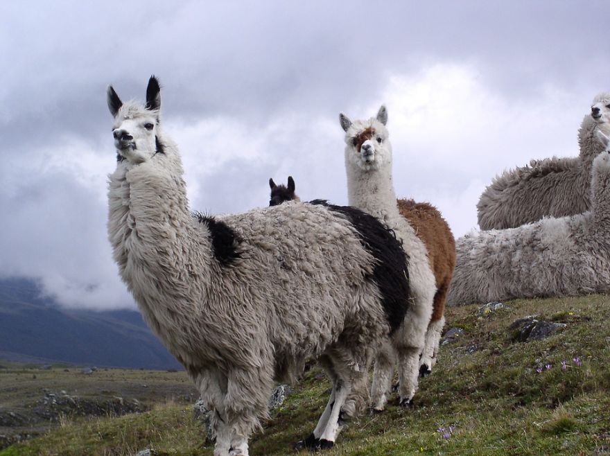 Cotopaxi