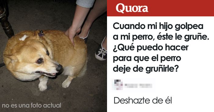 La gente comparte consejos interesantes con una madre que pregunta cómo hacer que su perro deje de gruñir a su hijo cuando este le pega