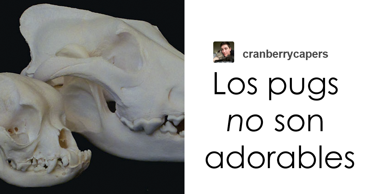 «Los pugs no son adorables, sino animales deformes y enfermos que no deberían existir»: Este hilo de Tumblr cambiará tu modo de ver los pugs