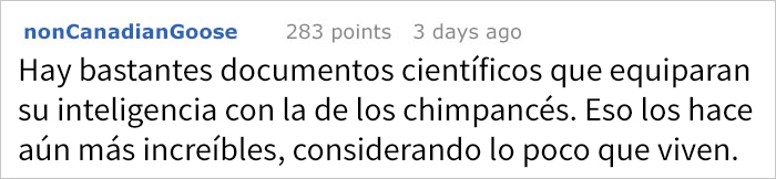 Comparten historias increíbles sobre lo que hacen los pulpos, y no volverás a subestimar su inteligencia