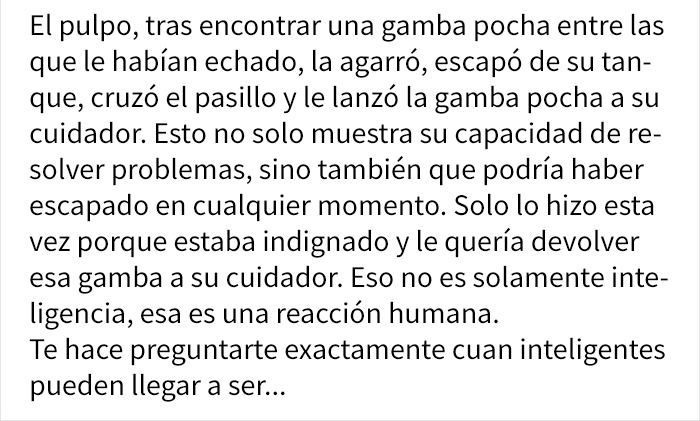 Comparten historias increíbles sobre lo que hacen los pulpos, y no volverás a subestimar su inteligencia