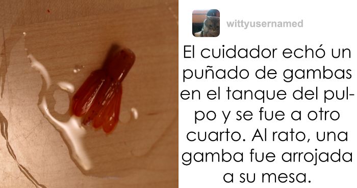 Comparten historias increíbles sobre lo que hacen los pulpos, y no volverás a subestimar su inteligencia
