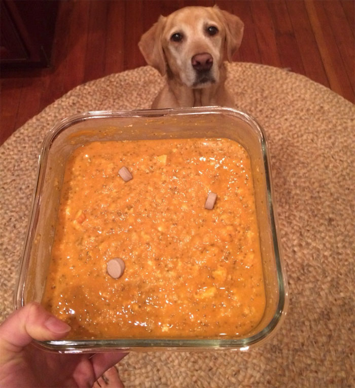 Las fotos de un labrador de dueña vegana, ‘entusiasmado’ por recibir una cena también vegana, son arruinadas por un veterinario