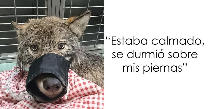 Tres trabajadores en Estonia rescataron a un «perro» de un rÃo helado y lo llevaron a un refugio sin saber que era un lobo