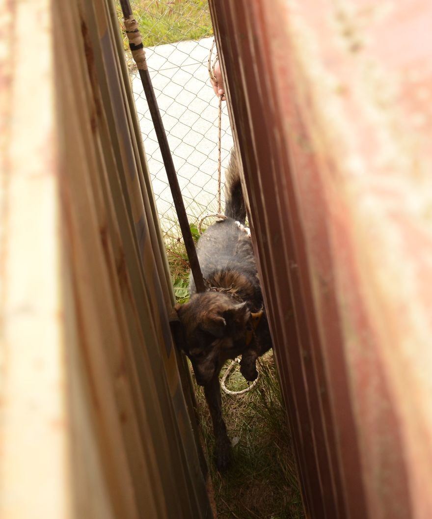 Rescate De Perro Atrapado En Una Fábrica
