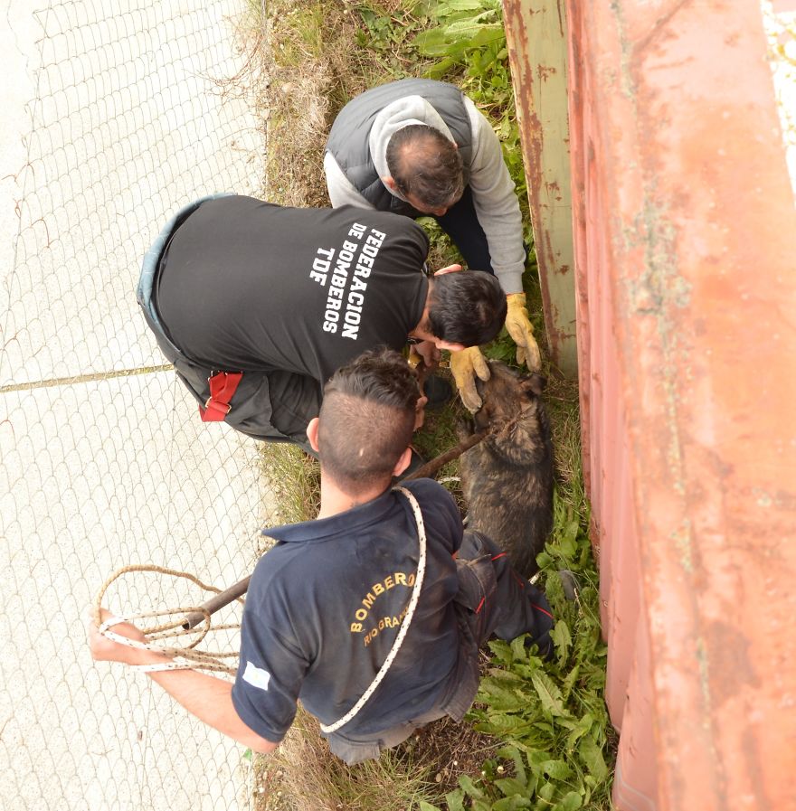 Rescate De Perro Atrapado En Una Fábrica